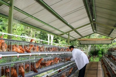 PVC Roof Tiles Vs Galvanized Steel Roofing For Livestock Buildings