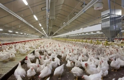 How Ammonia Damages Metal Roofs in Poultry Houses: Prevention Guide
